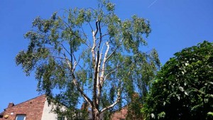 The birch after a crown reduction and thinning