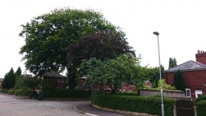 The copper beech after a crown reduction