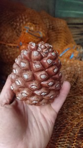 Large pine cone from the Stone Pine.