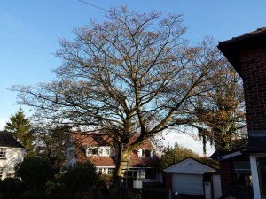 sycamore crown reduction