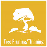 Tree pruning and thinning