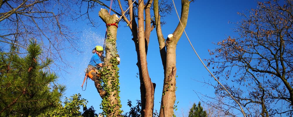 tree dismantling and removal